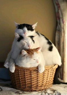 two cats are sleeping in a basket together