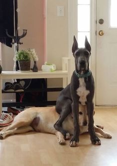 two dogs sitting on the floor next to each other