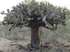 a large cactus tree in the middle of a field