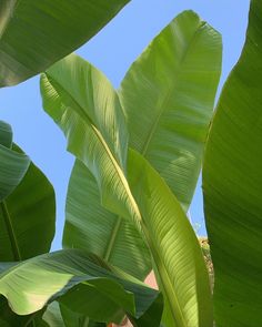 large green leaves against a blue sky background