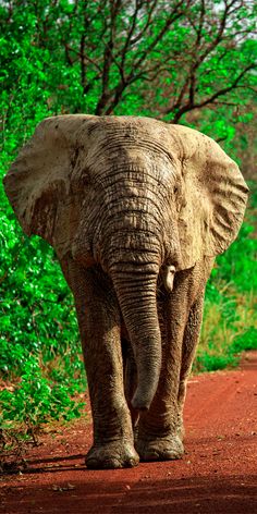 an elephant walking down a dirt road next to trees