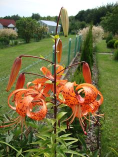 an orange flower is blooming in the grass next to a fence and some bushes