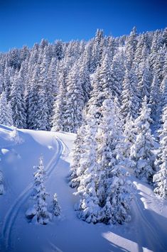 snow covered pine trees in the middle of a snowy mountain side area with a trail running through it