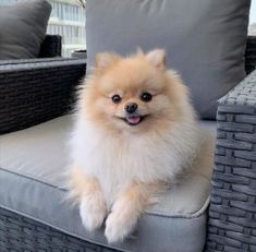 a small brown dog sitting on top of a gray couch