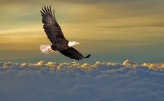 an eagle flying through the sky above clouds