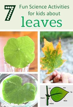 7 fun science activities for kids about leaves