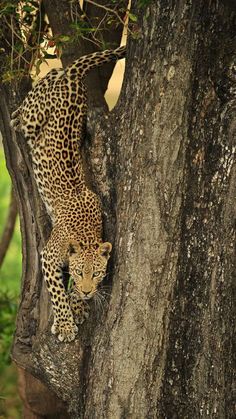 a leopard climbing up the side of a tree