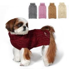 a small dog wearing a sweater and scarf