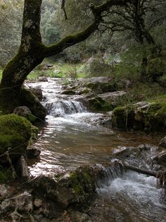 a small stream running through a forest filled with rocks and mossy trees in the background