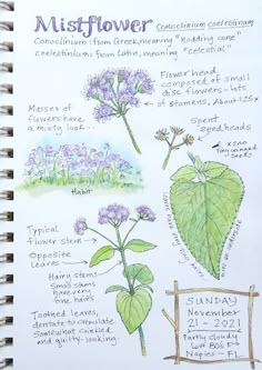 a page in a notebook showing different types of flowers and plants that are part of the mistflower plant life cycle