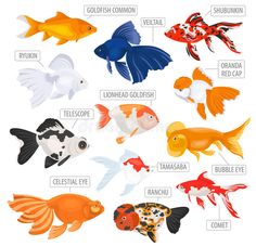 the different types of fish that can be found in aquariums, including goldfish and tropical