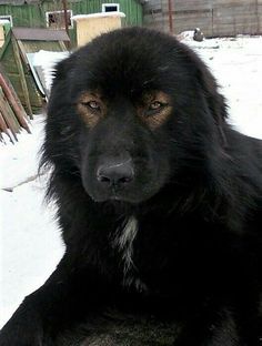 a large black dog laying in the snow