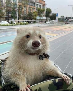 a small white animal sitting on top of a bag