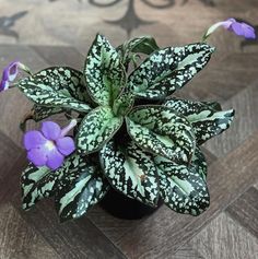 a potted plant with purple flowers sitting on a wooden floor next to a wall