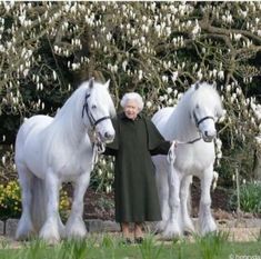 an older woman standing next to two white horses