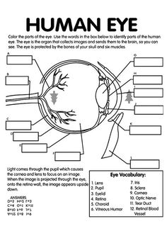 an eye diagram with the words human eye in black and white, on top of it