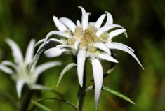 a white flower with yellow stamen on it's center