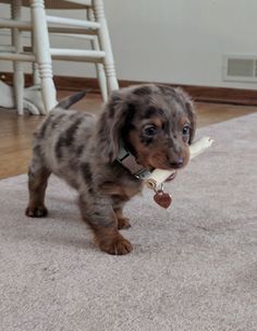 a small brown and black dog holding a bone in it's mouth while standing on the floor