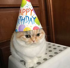 an orange and white cat wearing a birthday hat