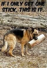 a german shepherd dog carrying a log in its mouth with the caption if i only get one stick, this is it