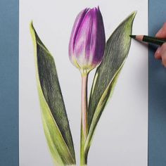 a drawing of a purple tulip with green leaves on the tip, and a person's hand holding a pencil in front of it