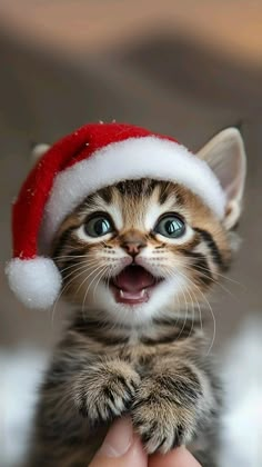 a small kitten wearing a santa hat is being held up by someone's hand