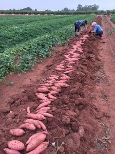 two people are digging in the dirt with carrots laid out on the ground next to them