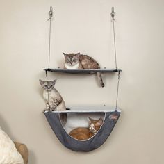 two cats sitting on top of hanging shelves