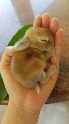 a hand holding a small baby animal in it's palm with its eyes closed