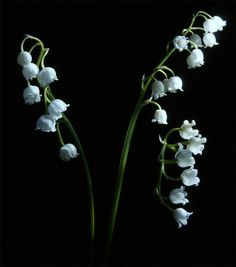 white flowers in a vase on a black background