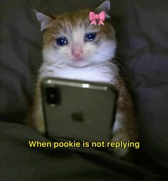 an orange and white cat sitting on top of a bed next to a laptop computer