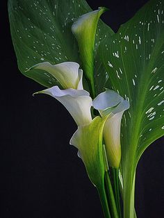 two white flowers with green leaves on a black background