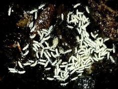 many small white bugs on the ground in the dark night time, with light coming from above them