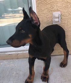 a small black and brown dog standing on top of a cement floor next to a door