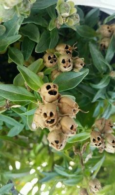 the flowers are blooming on the tree outside in the sun, and they look to be dying