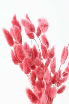 pink flowers are in a glass vase with water