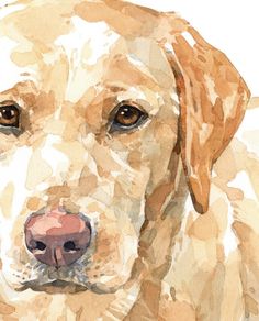 a watercolor painting of a dog's face