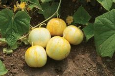 four yellow gourds are growing on the ground near some green leaves and dirt