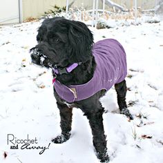 a black dog wearing a purple coat in the snow