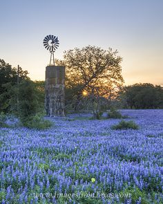 a windmill sits in the middle of a field of blue wildflowers at sunset