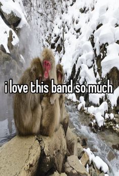 a monkey sitting on top of a rock next to snow covered rocks with the words i love this band so much