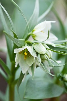 a white flower with green leaves in the background