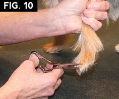 a dog getting his hair cut at the pet grooming salon by someone cutting it with scissors