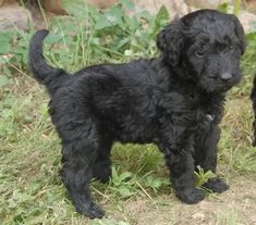 two small black dogs standing in the grass