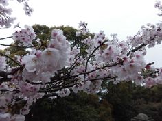 some white and pink flowers on a tree