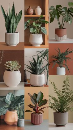 10 Indoor Plants That Will Transform Your Home's Air Quality (You'll Be Shocked by #5!) Indoor Shelf Plants, Interior Plants Decoration, Benefits Of Indoor Plants, Hanging Glass Terrarium, Indoor Oasis, Aesthetic Plants, Plant Styling, Green Interior Design, Kitchen Plants