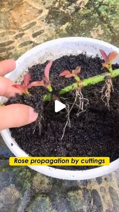 a person is holding a small potted plant with roots in it and the words rose prepagation by cuttings