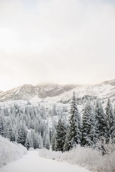 snow covered trees and mountains in the distance