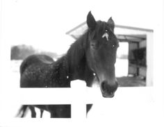 black and white photograph of a horse looking over the top of a fence with snow on it