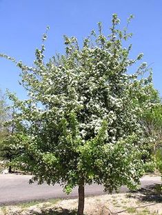 a small tree in the middle of a road